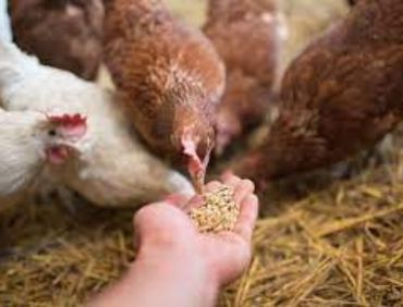 Hen-feeding-EnproFeed