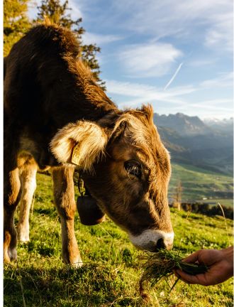 cow-Feed-EnproFeed