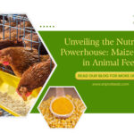 animal-feed-Enprofeed