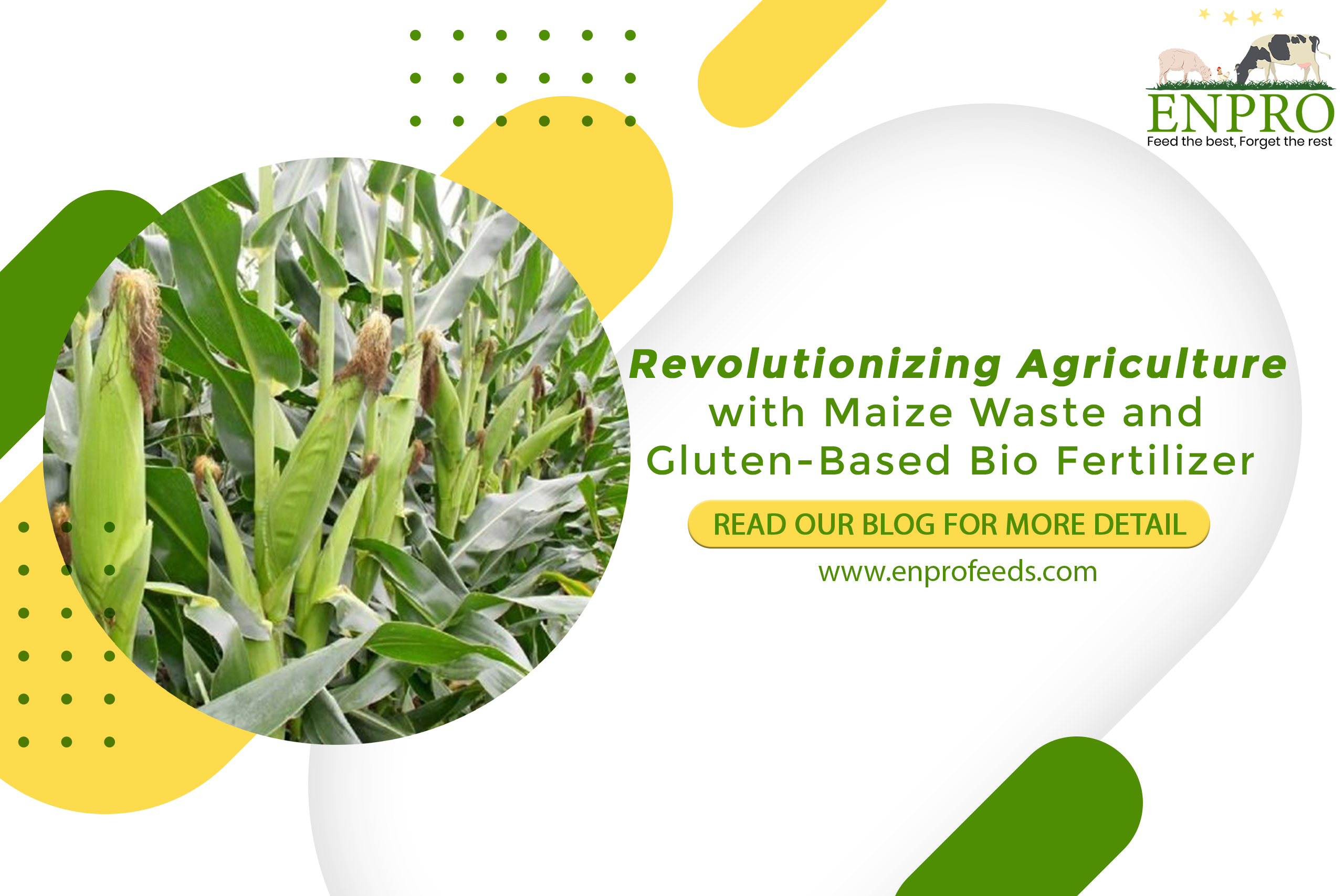 maize-Gluten