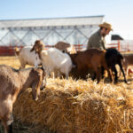 Livestock and feed services