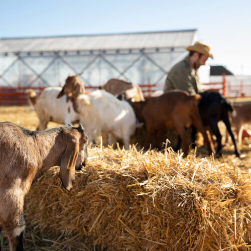 Livestock and feed services