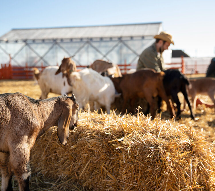 Livestock and feed services