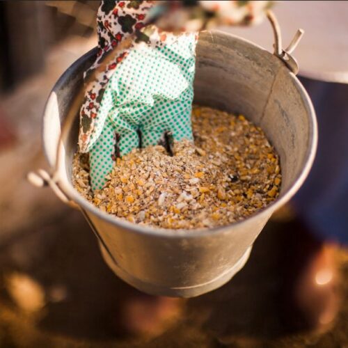 best animal feed provider in india