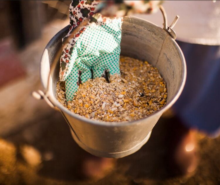 best animal feed provider in india