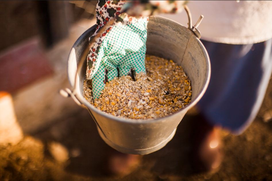 best animal feed provider in india