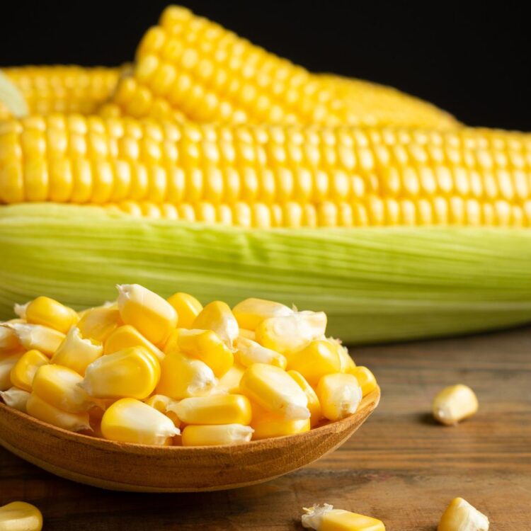 corn ddgs