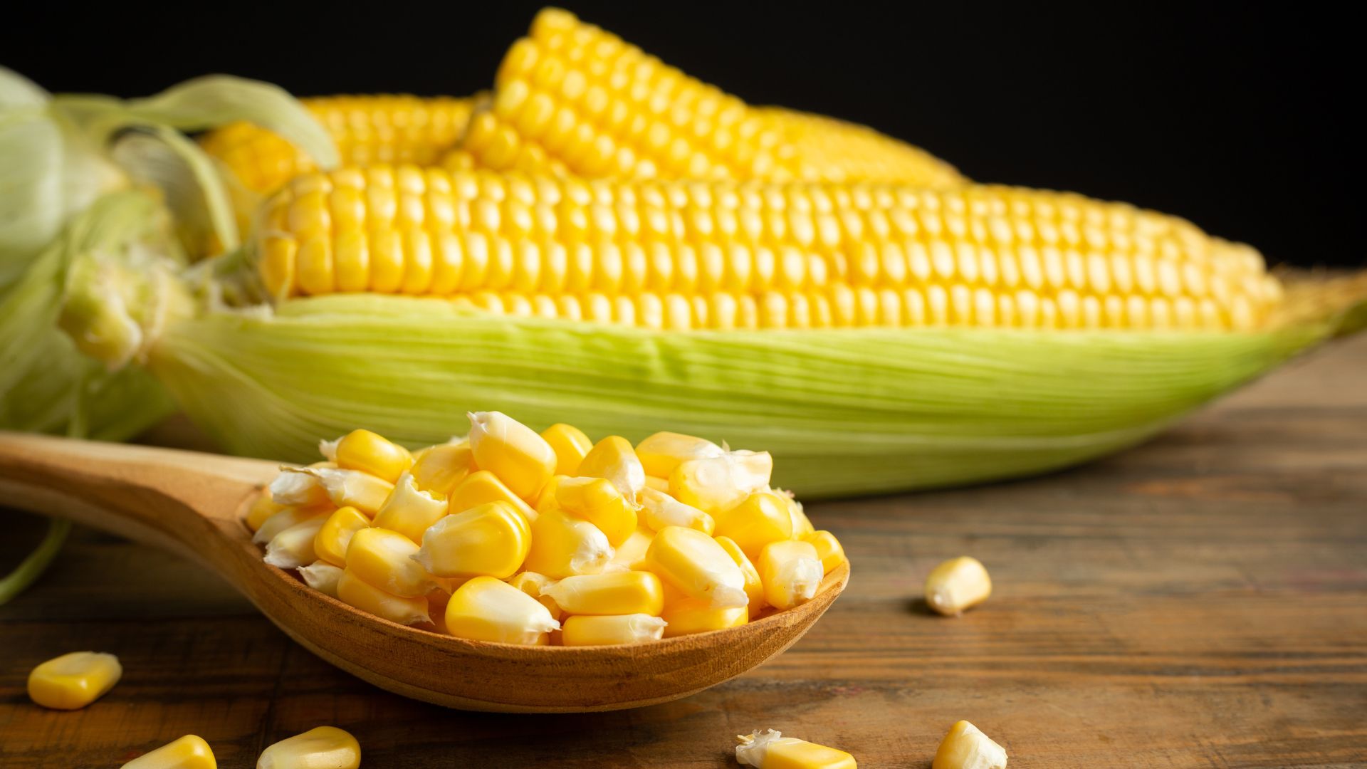 corn ddgs
