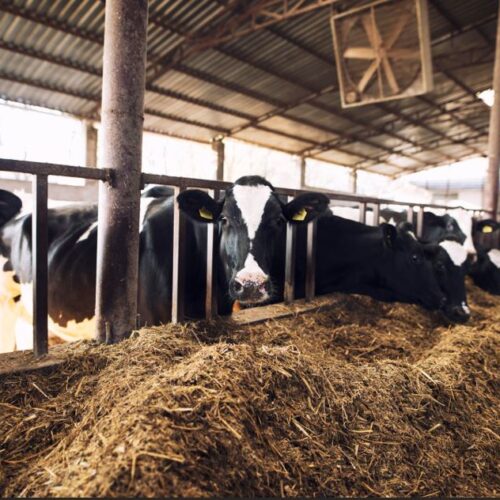 Cattle Feed Supplement 1