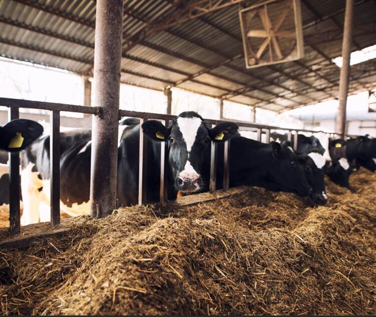 Cattle Feed Supplement 1