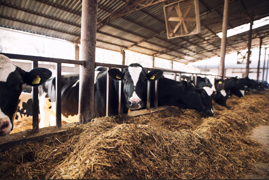 Cattle Feed Supplement 1