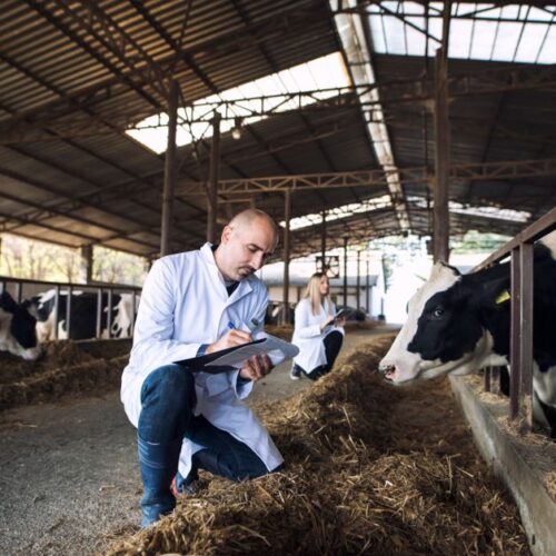 Cattle feed supplement