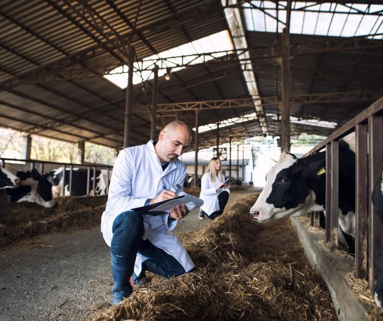 Cattle feed supplement