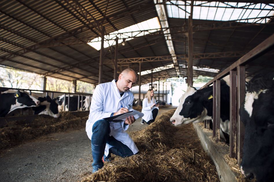 Cattle feed supplement