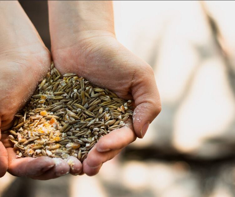 Best feeds provider in india