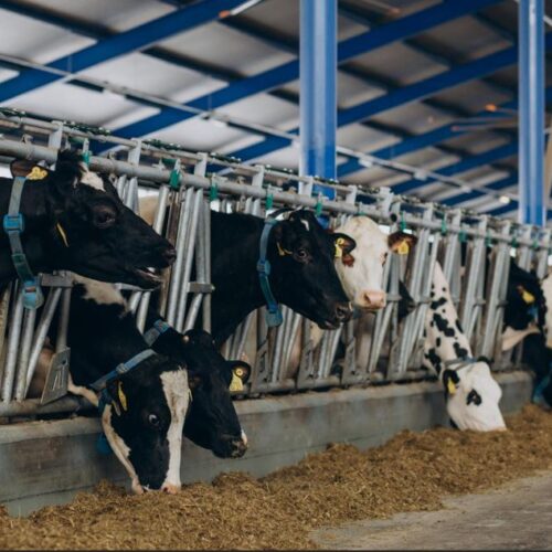 Cattle Supplement