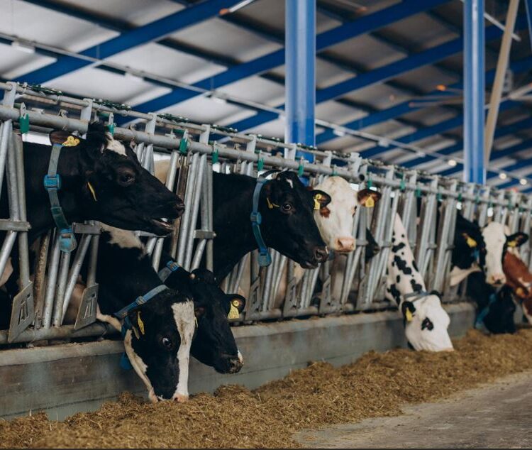 Best Animal Feed Supplier in India