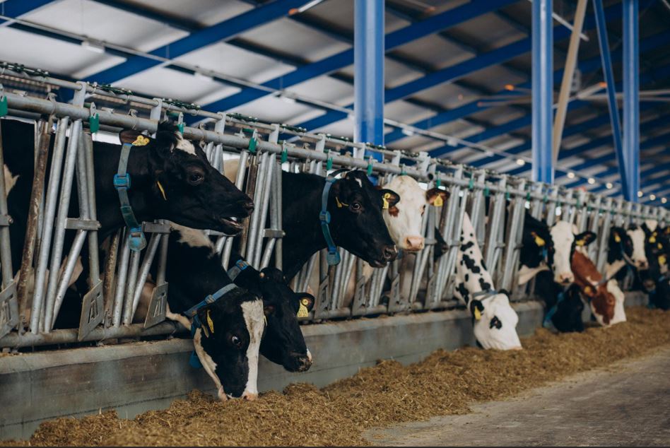 Cattle Supplement