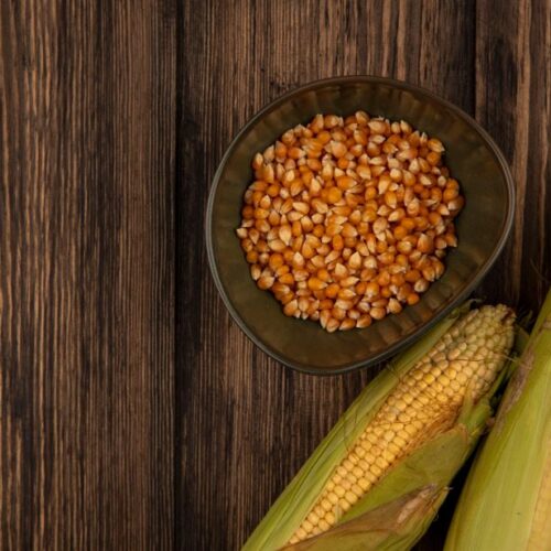 Corn DDGS
