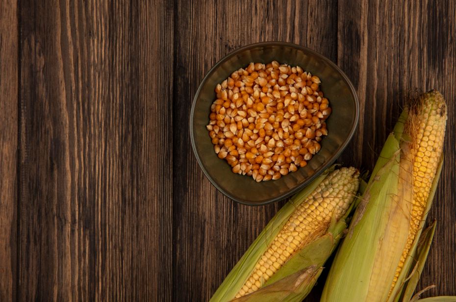 Corn DDGS