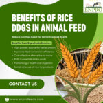 Benefits of Rice DDGS in Animal Feed