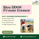 Rice DDGS Protein Content