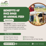 Rice DDGS: A Powerful Protein Source for Modern Animal Feed