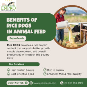 Rice DDGS: A Powerful Protein Source for Modern Animal Feed
