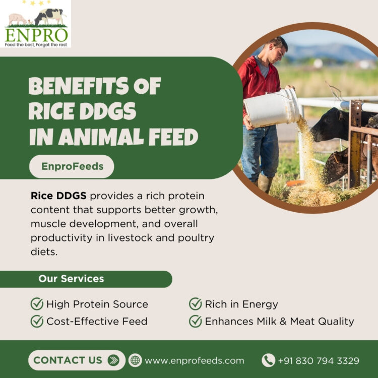 Rice DDGS: A Powerful Protein Source for Modern Animal Feed