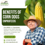 Benefits of corn ddgs - Feeds