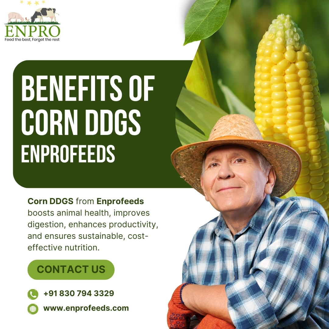 Benefits of corn ddgs - Feeds