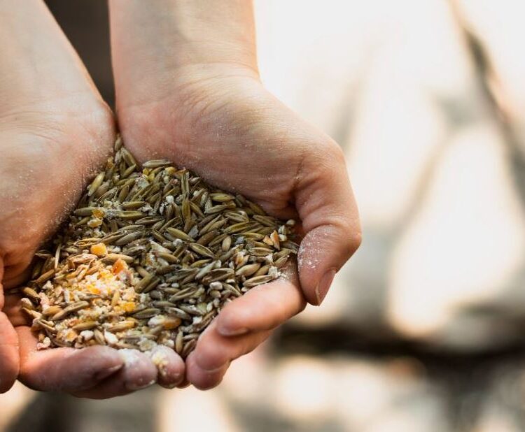 Best feed provider in india