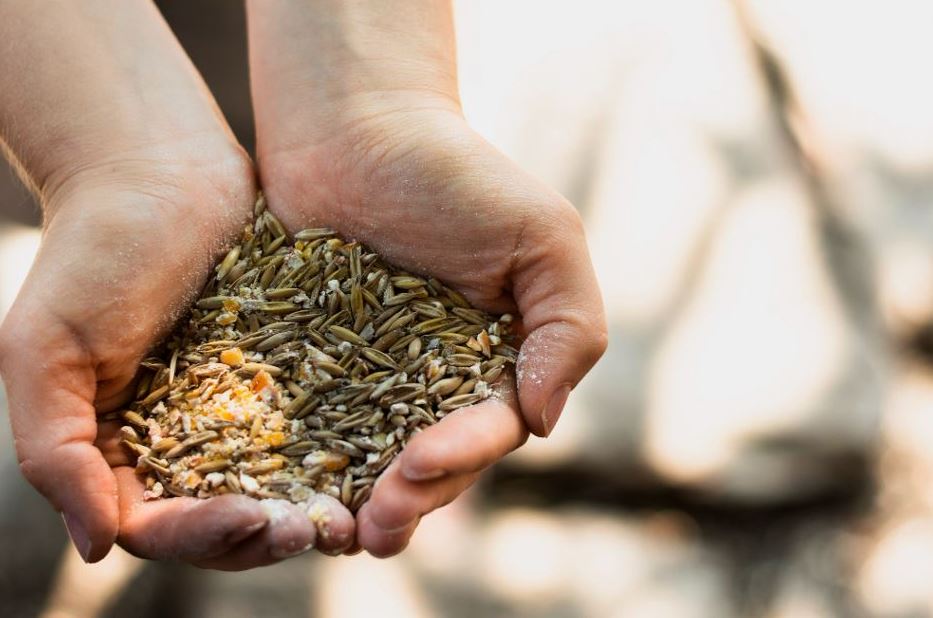 Best feed provider in india