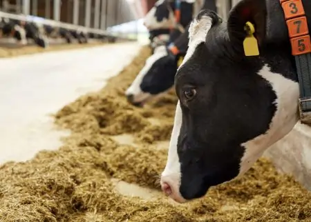 Better-Feeds-for-cow