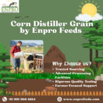 Corn Distiller Grain by Enpro Feeds