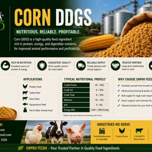 Corn ddgs