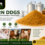 Premium Corn DDGS for livestock feed in bulk storage.