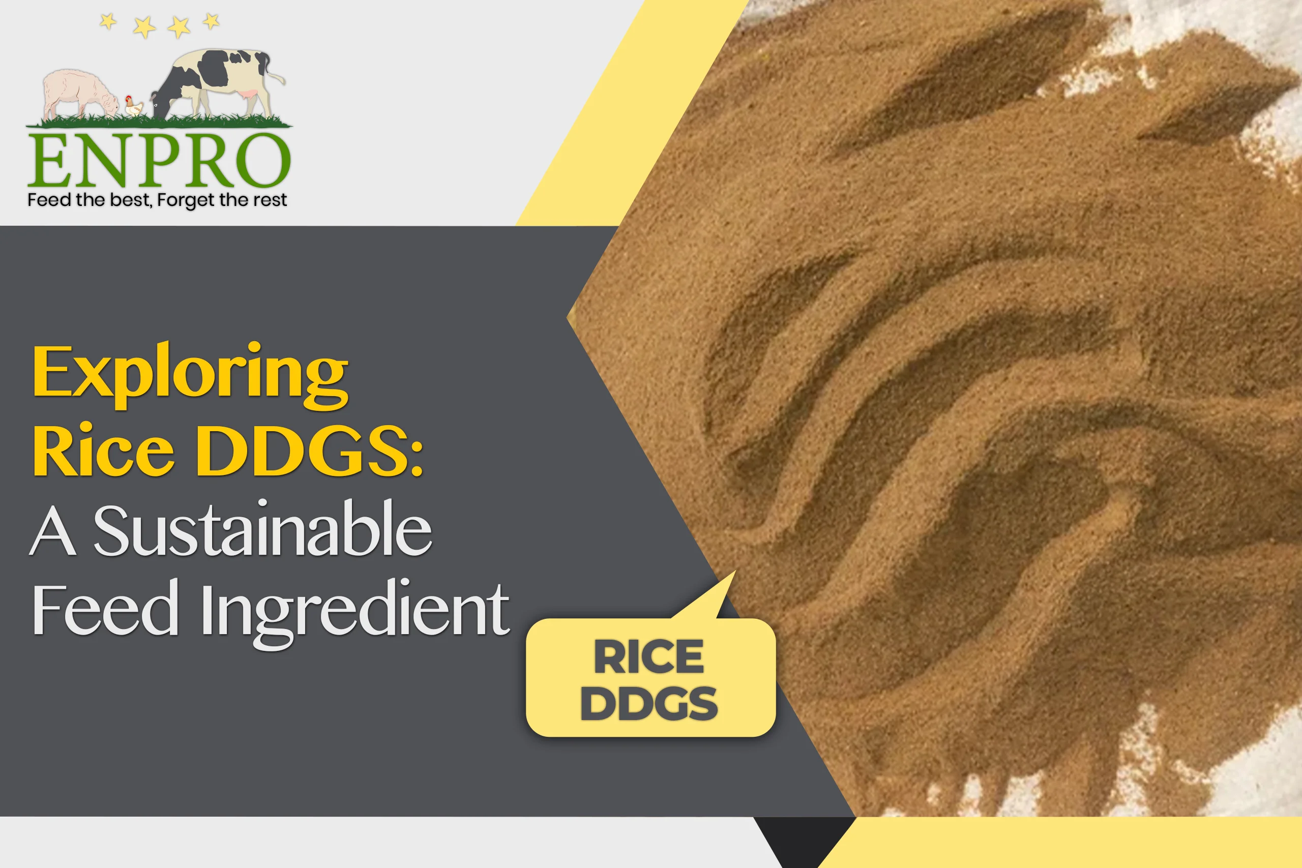 What is Rice DDGS?