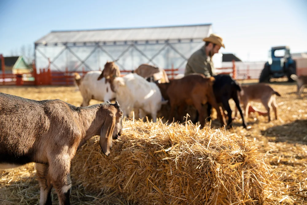 Livestock and feed services