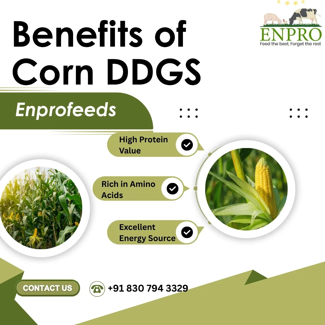 Benefit of Corn DDGS